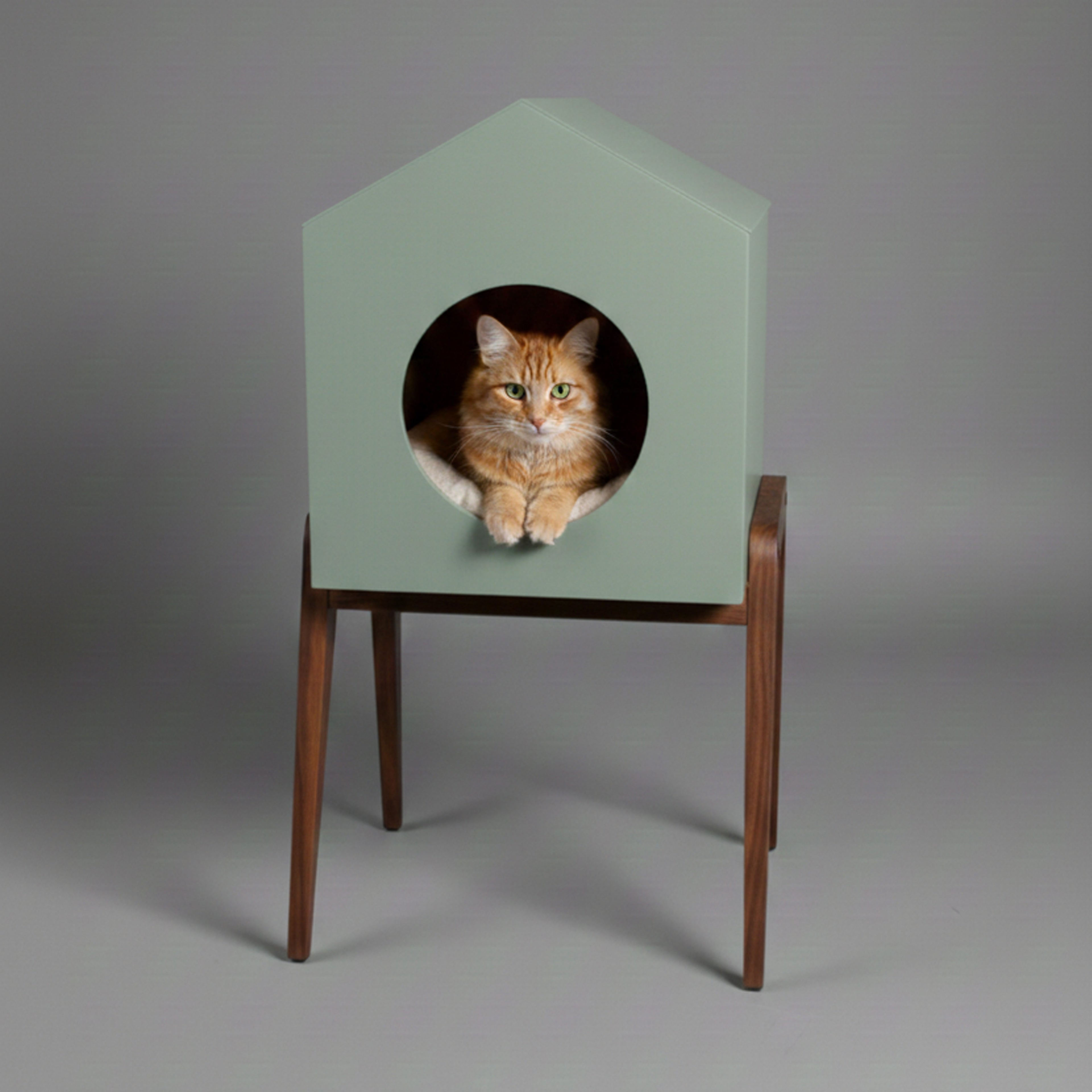 HAUS - Edycja limitowana